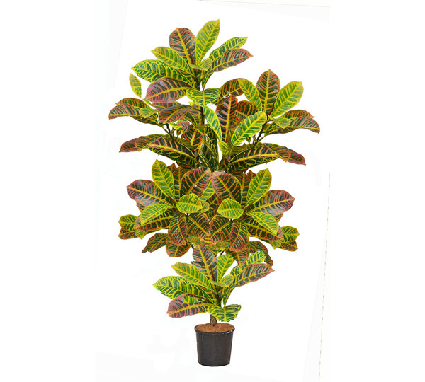 Croton 1.5m