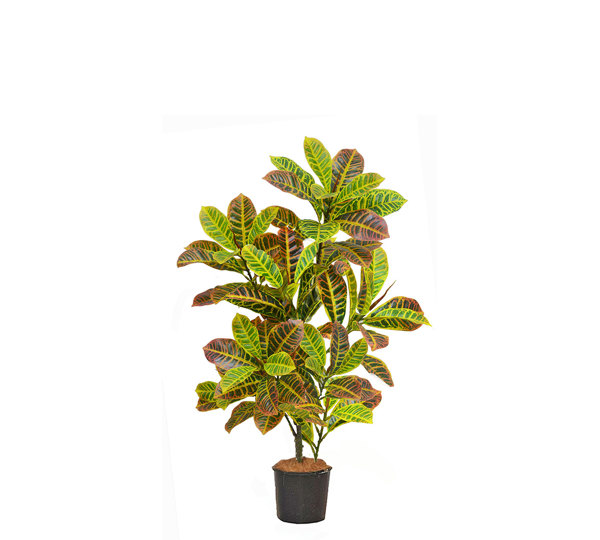 Croton 90cm