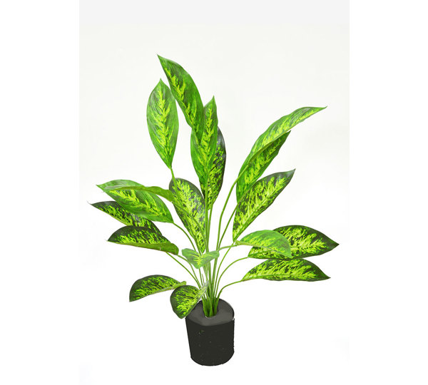 Diefenbachia 80cm
