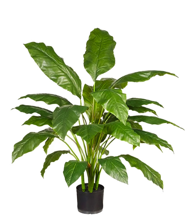 Lilly Plant [spathiphylum] 90cm