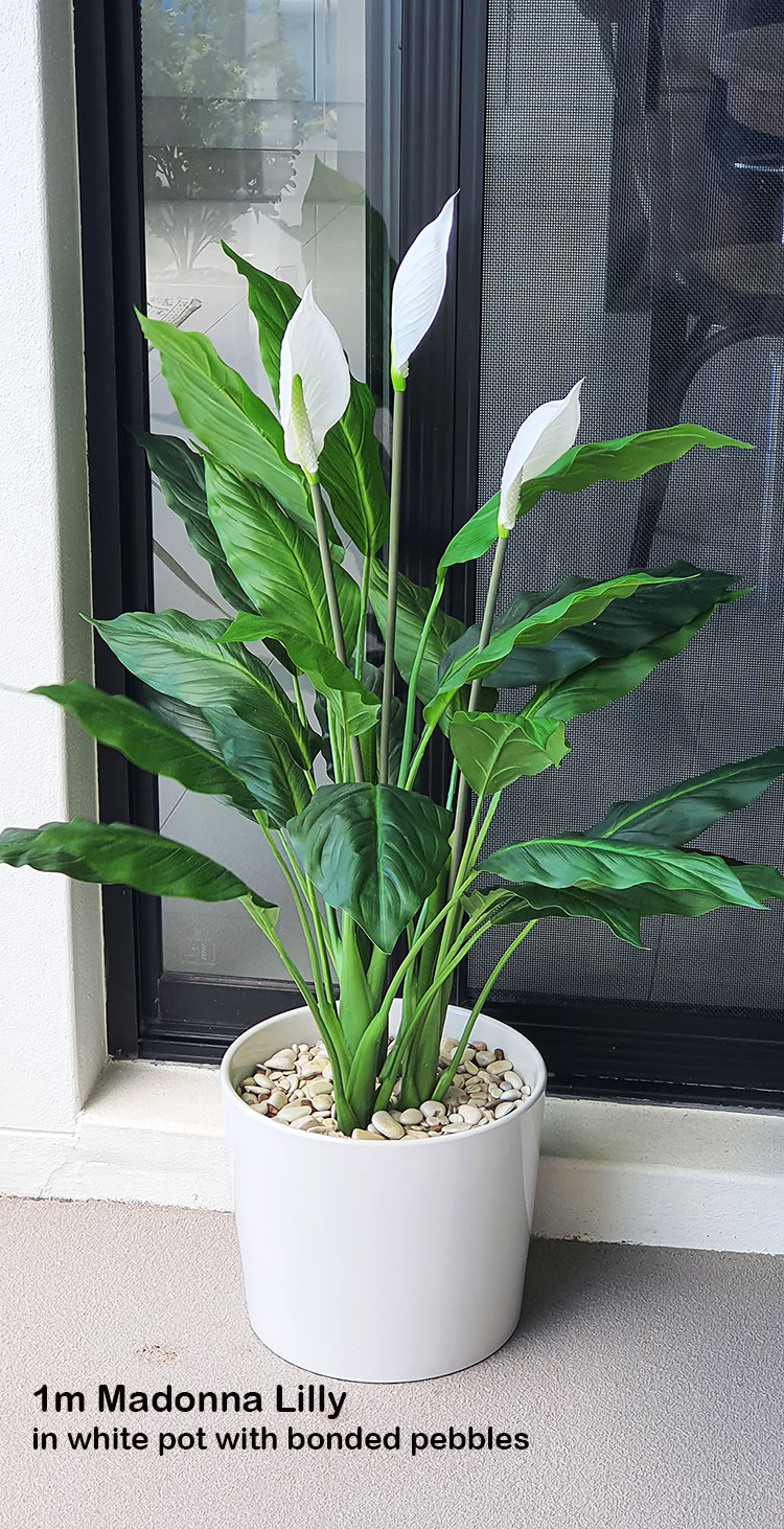 Madonna Lilly- 1m x3 flowers