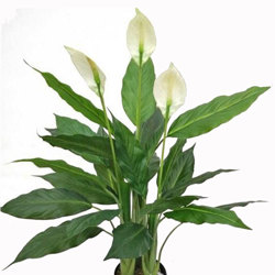 Madonna Lilly- 1m x3 flowers - artificial plants, flowers & trees - image 2