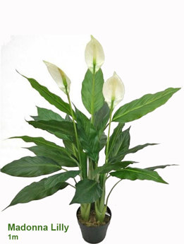 Madonna Lilly- 1m x3 flowers