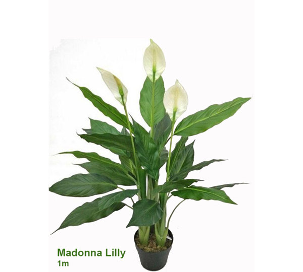 Madonna Lilly- 1m x3 flowers