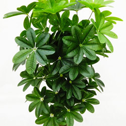 Mini-Umbrella Plant 1.2m - artificial plants, flowers & trees - image 1