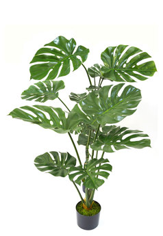 Monstera 'giant leaf' 1.4m