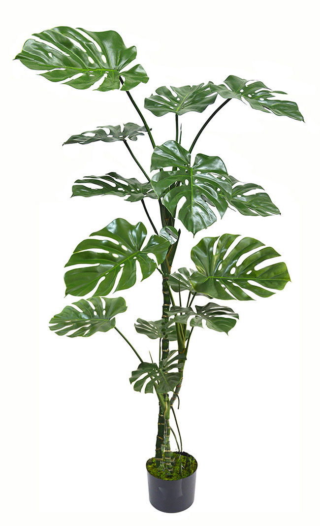 Monstera 'giant leaf' 1.8m