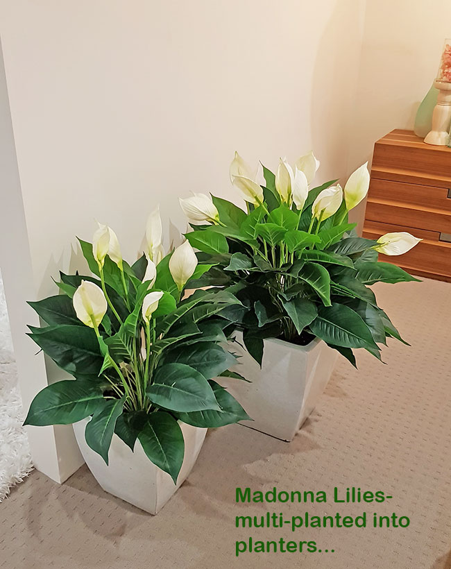 Madonna Lily- 80cm Delux x 6 flowers