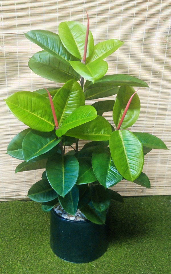 Rubber-Tree 1.1m sml