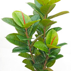 Rubber-Tree 1.1m sml - artificial plants, flowers & trees - image 9