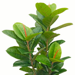Rubber-Tree 1.1m - artificial plants, flowers & trees - image 7
