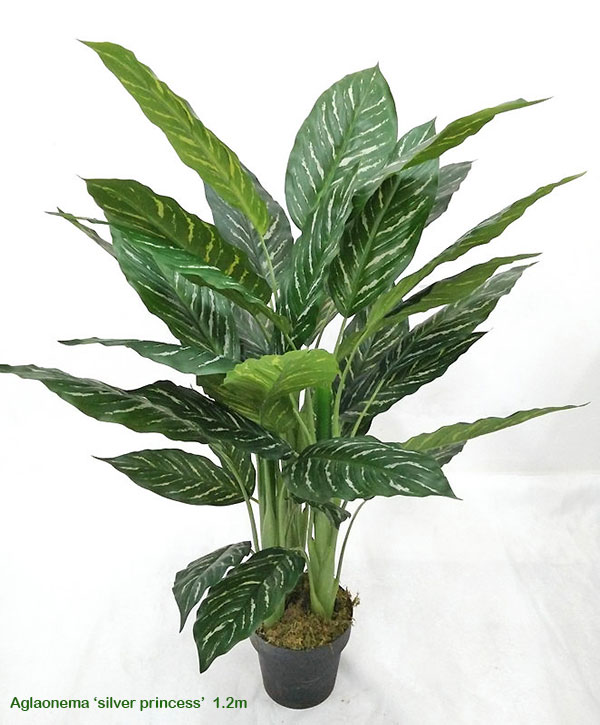 Silver Princess Plant 1.4m