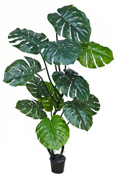 Swiss Cheese Plant [Monstera] 1.7m