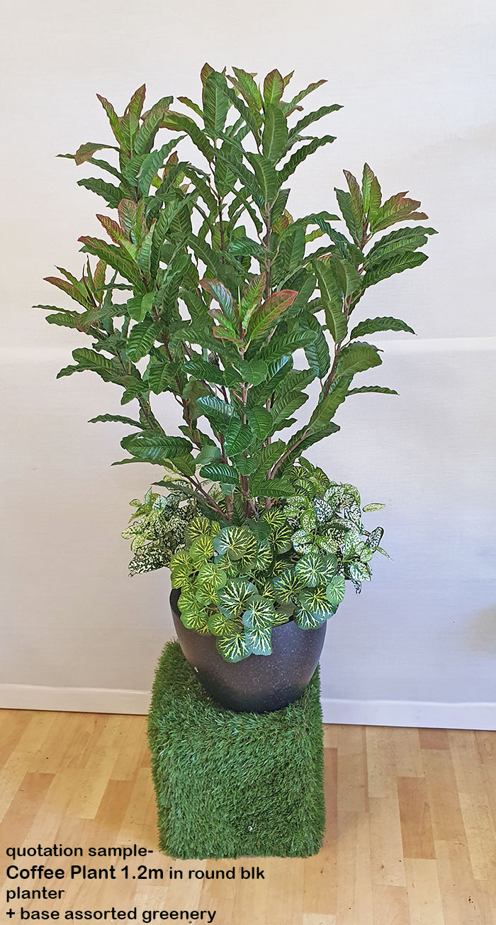 Coffee Plant 1.2m