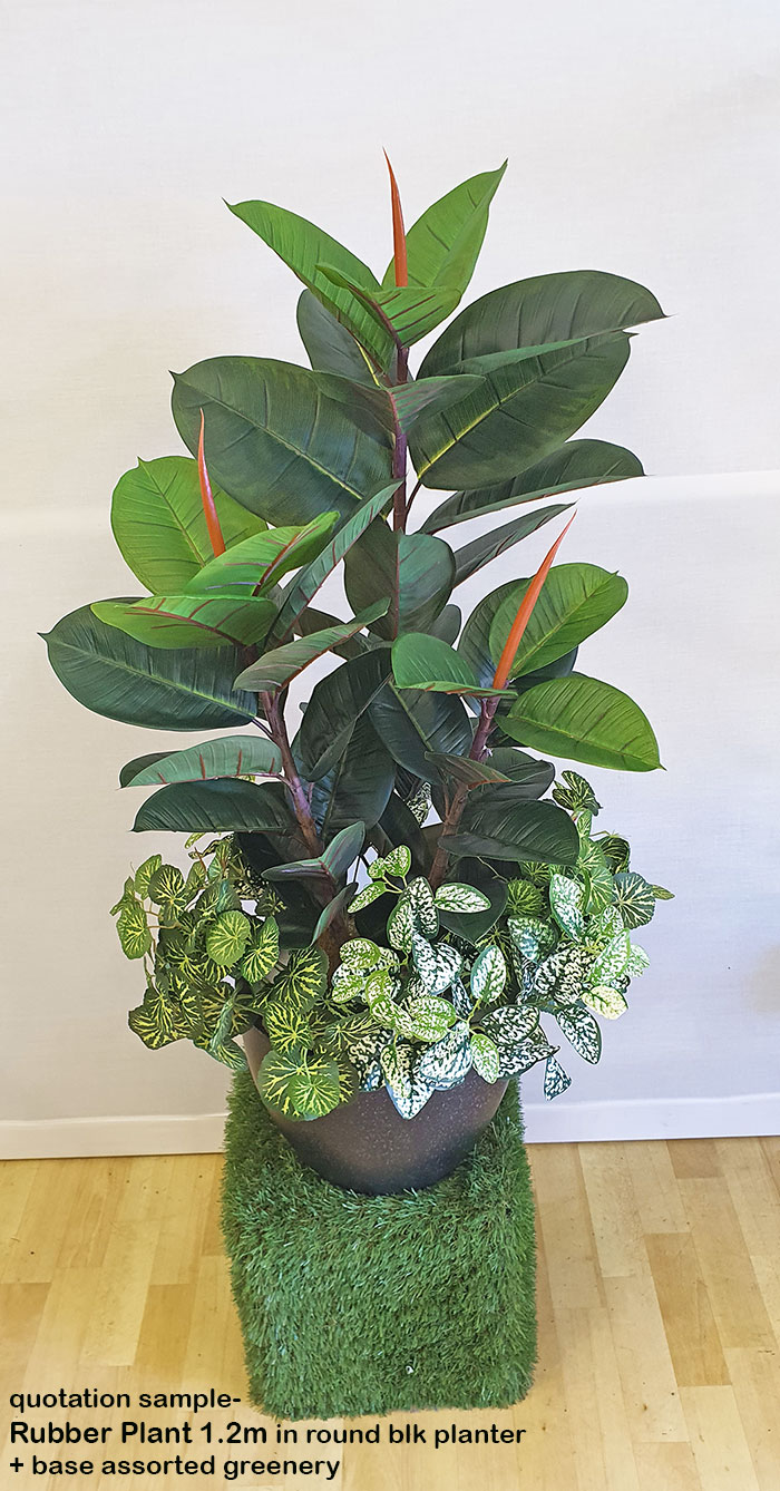 Rubber-Tree 1.1m sml