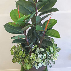 Rubber-Tree 1.1m sml - artificial plants, flowers & trees - image 4