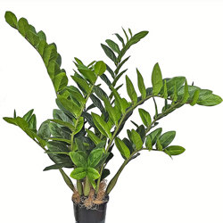 Zanzibar Gem Plant 75cm - artificial plants, flowers & trees - image 7