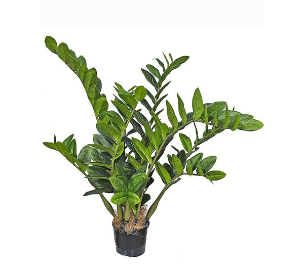 Zanzibar Gem Plant 75cm