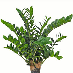 Zanzibar Gem Plant 90cm - artificial plants, flowers & trees - image 9