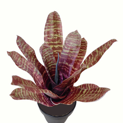 Bromeliad- burgundy stripe in plastic pot - artificial plants, flowers & trees - image 4