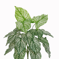 Mini Elephant Ears- variegated - artificial plants, flowers & trees - image 1