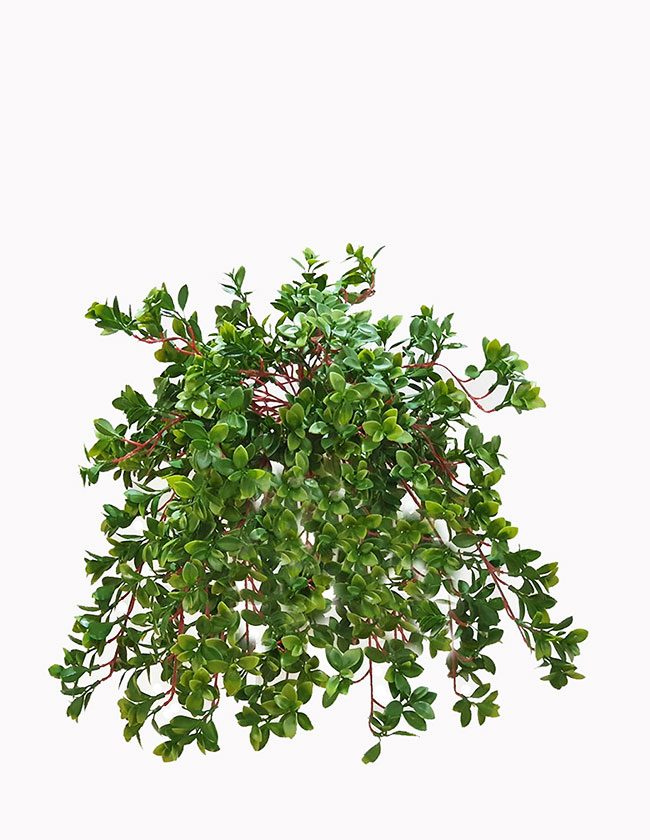 Trailing Jade Plant