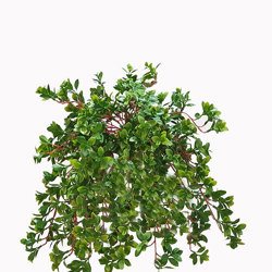 Trailing Jade Plant - artificial plants, flowers & trees - image 3
