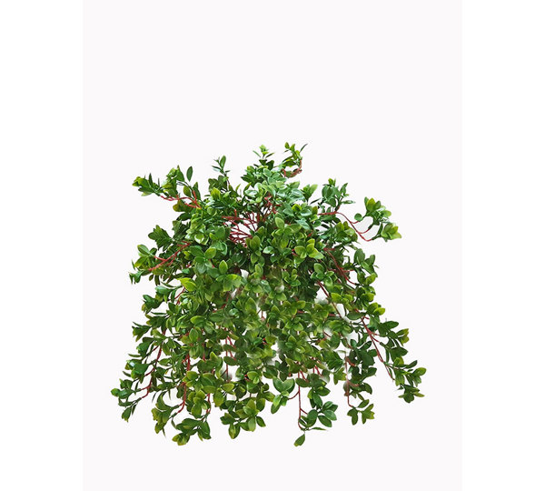 Trailing Jade Plant
