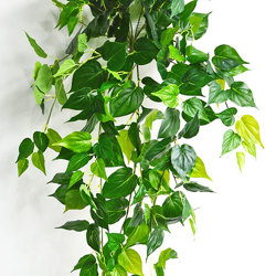 Trailing Bush- lge Philo - artificial plants, flowers & trees - image 1
