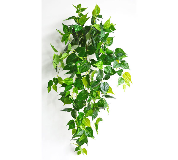 Trailing Bush- lge Philo