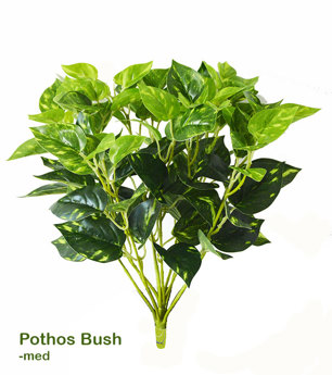 Medium Bush- Pothos