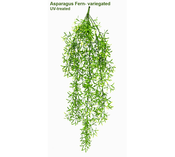 UV-Trailer: Asparagus Fern- variegated 70cm