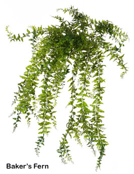 Bakers Fern