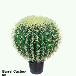 Cactii- Barrel Cactus- lge unpotted - artificial plants, flowers & trees - image 4