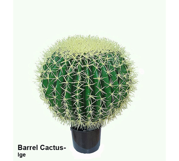 Cactii- Barrel Cactus- lge