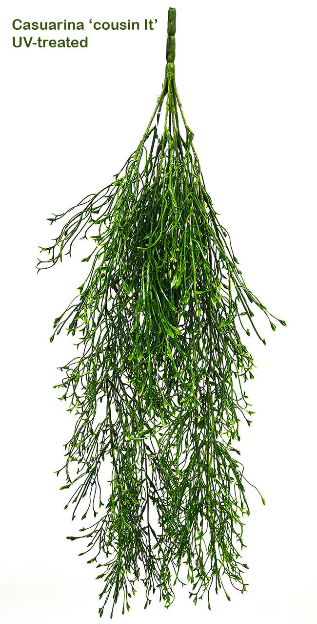 UV-Trailer: Casuarina 'cousin It' plant 70cm