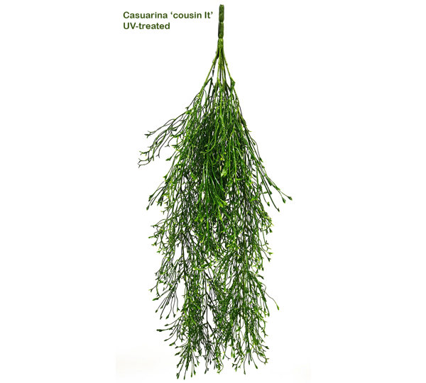 UV-Trailer: Casuarina 'cousin It' plant 70cm