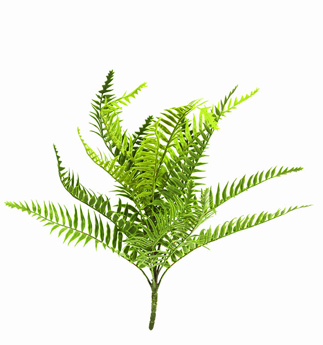 Ferns sml- Boston Fern UV-treated  