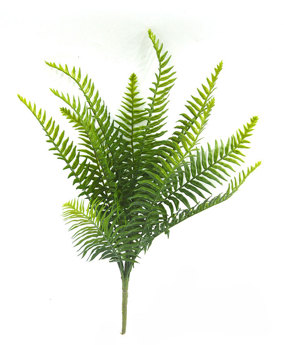 Ferns sml- Boston Fern 