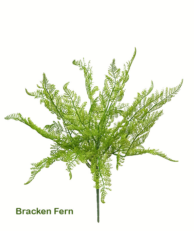 Bracken Fern