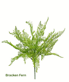 Bracken Fern