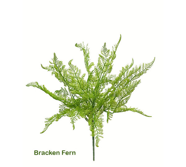Bracken Fern