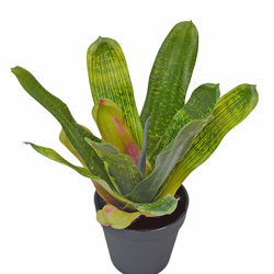 Bromeliad- dark green in plastic pot  - artificial plants, flowers & trees - image 7