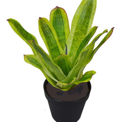 Bromeliad- light green in plastic pot   - artificial plants, flowers & trees - image 7