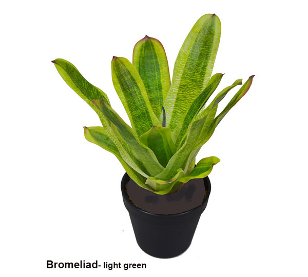 Bromeliad- light green in plastic pot