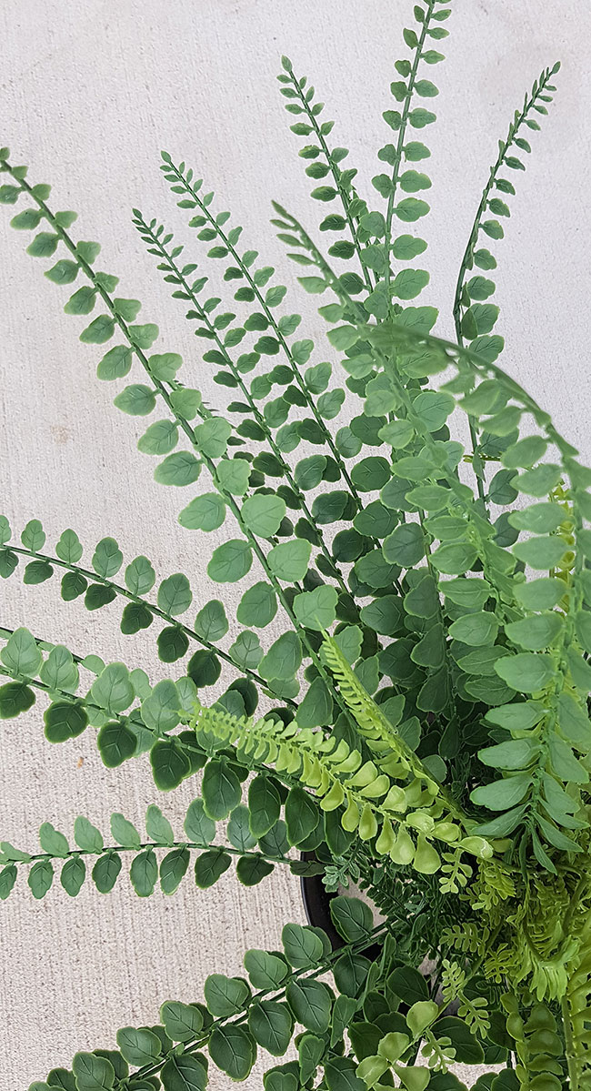 Button Fern UV-treated