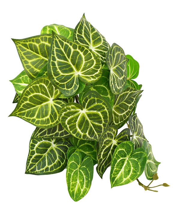 Bushes...sml trailer- Caladium white-green