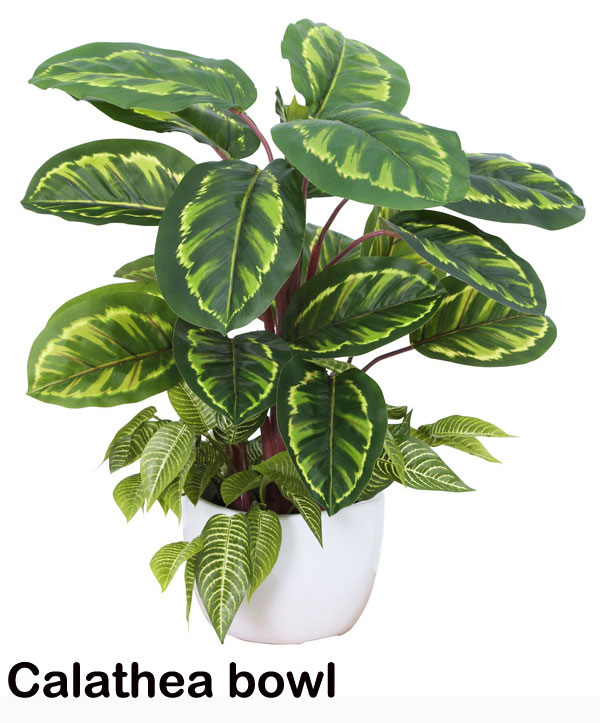 Greenery Bowls- Calatheas