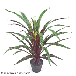 Calathea 'shiraz' - artificial plants, flowers & trees - image 1