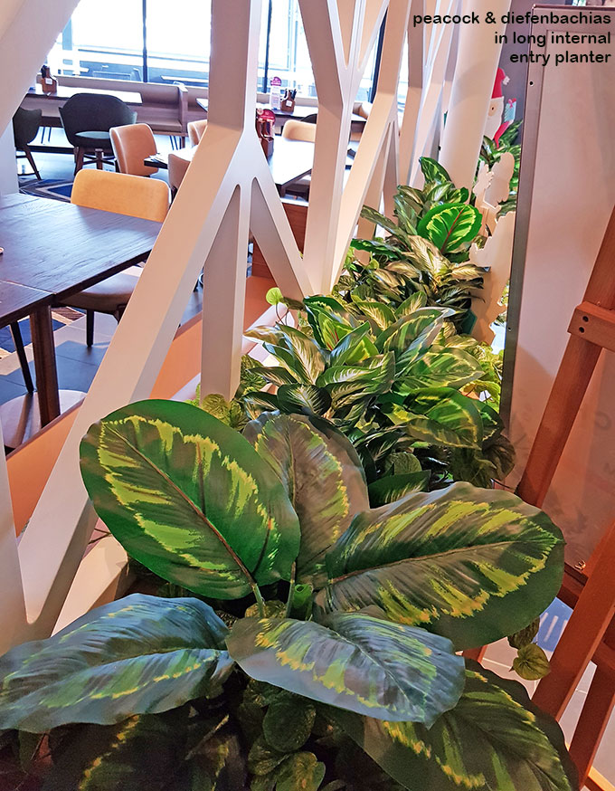 Greenery Bowls- Calatheas